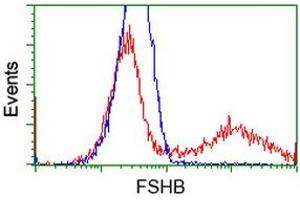 HEK293T cells transfected with either RC214616 overexpress plasmid (Red) or empty vector control plasmid (Blue) were immunostained by anti-FSHB antibody (ABIN2453049), and then analyzed by flow cytometry.