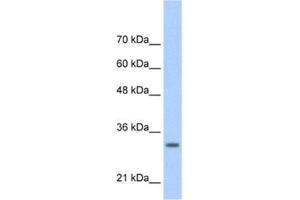 Western Blotting (WB) image for anti-Transcription Factor MafB (MAFB) antibody (ABIN2460785) (MAFB Antikörper)