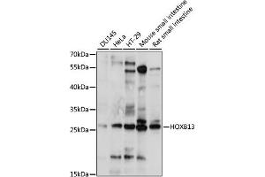 Western blot analysis of extracts of various cell lines, using HOXB13 antibody (ABIN7267765) at 1:1000 dilution. (HOXB13 Antikörper  (AA 50-150))