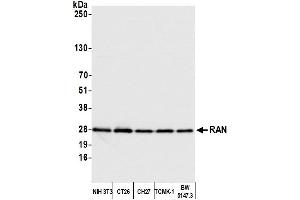 Western Blotting (WB) image for anti-RAN, Member RAS Oncogene Family (RAN) (AA 166-216) antibody (ABIN7455018)