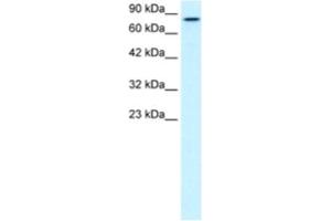 Western Blotting (WB) image for anti-Kinesin Family Member 3B (KIF3B) antibody (ABIN2460838)