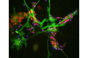 View of mixed neuron/glial cultures stained with ABIN1842244 (green) and our rabbit antibody to NeuN/FOX3 antibody (RPCA-FOX3, red). (ALDOC Antikörper  (N-Term))