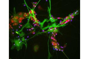 View of mixed neuron/glial cultures stained with ABIN1842244 (green) and our rabbit antibody to NeuN/FOX3 antibody (RPCA-FOX3, red).