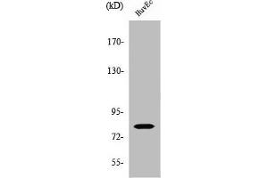 Western Blot analysis of HuvEc cells using SMIT Polyclonal Antibody (SLC5A3 Antikörper  (Internal Region))