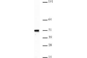 Nap1 pAb tested by Western blot.