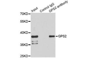 Immunoprecipitation analysis of 150ug extracts of HeLa cells using 3ug GPS2 antibody. (GPS2 Antikörper)