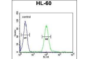 COQ7 Antibody (C-term) (ABIN652061 and ABIN2840529) flow cytometric analysis of HL-60 cells (right histogram) compared to a negative control cell (left histogram). (Coq7 Antikörper  (C-Term))