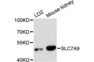 Western blot analysis of extracts of various cell lines, using SLC7A9 antibody. (SLC7A9 Antikörper)