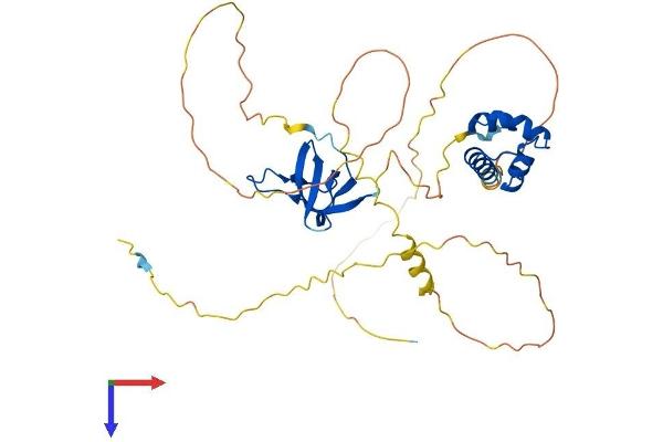 SASH3 Protein (AA 1-380) (His tag)