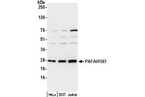 Western Blotting (WB) image for anti-Platelet-Activating Factor Acetylhydrolase 1b, Catalytic Subunit 3 (29kDa) (PAFAH1B3) (AA 1-50) antibody (ABIN7450534)