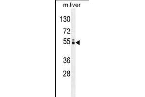 GLCCI1 Antibody (N-term) (ABIN654677 and ABIN2844372) western blot analysis in mouse liver tissue lysates (35 μg/lane).