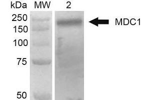Western Blot analysis of Human 293Trap cell lysates showing detection of 184 kDa MDC1 protein using Mouse Anti-MDC1 Monoclonal Antibody, Clone P2B11 . (MDC1 Antikörper  (N-Term) (Atto 488))