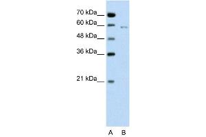 WB Suggested Anti-CDC23  Antibody Titration: 0.