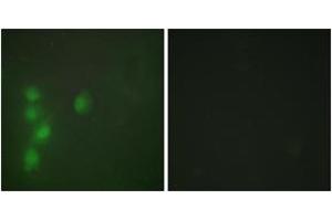 Immunofluorescence (IF) image for anti-Zinc Finger Protein 174 (ZNF174) (AA 201-250) antibody (ABIN2889615) (ZNF174 Antikörper  (AA 201-250))