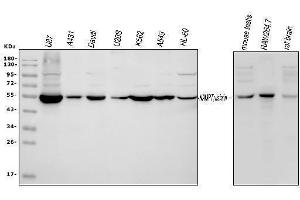 Western blot analysis of Visfatin using anti-Visfatin antibody (ABIN4886677). (NAMPT Antikörper  (AA 62-337))