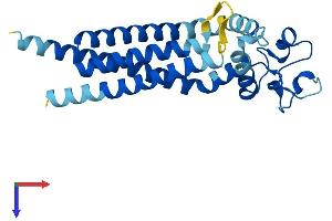 Tetraspanin 9 Protein (TSPAN9) (AA 1-239) (His tag)