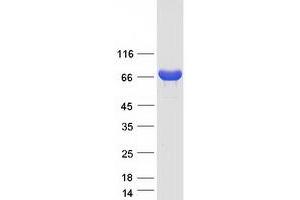 Western Blotting (WB) image for Peptidyl Arginine Deiminase, Type I (PADI1) protein (Myc-DYKDDDDK Tag) (ABIN2728122)