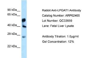 Western Blotting (WB) image for anti-Lysophosphatidylglycerol Acyltransferase 1 (LPGAT1) (C-Term) antibody (ABIN971073) (LPGAT1 Antikörper  (C-Term))