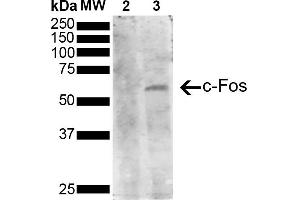 Western Blot analysis of Human Serum starved HeLa cells treated with PMA showing detection of 41 kDa c-fos protein using Mouse Anti-c-fos Monoclonal Antibody, Clone 3G11 (ABIN5650643). (c-FOS Antikörper  (AA 280-380) (HRP))