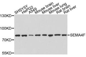 Western blot analysis of extracts of various cell lines, using SEMA4F antibody.