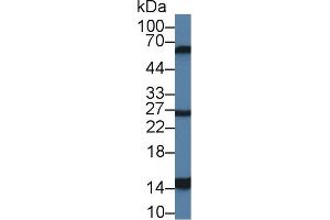 Detection of GAL2 in Mouse Stomach lysate using Polyclonal Antibody to Galectin 2 (GAL2) (Gallinacin-2 (GAL2) (AA 1-123) Antikörper)