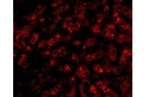 Immunofluorescence (IF) image for anti-Apolipoprotein A-I (APOA1) (N-Term) antibody (ABIN1031235) (APOA1 Antikörper  (N-Term))