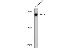 Western blot analysis of extracts of Mouse lung, using KDM5A Rabbit mAb (ABIN7268330) at 1:1000 dilution. (KDM5A Antikörper)
