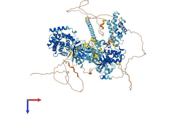 ASK1 Protein (AA 1-1374) (His tag)