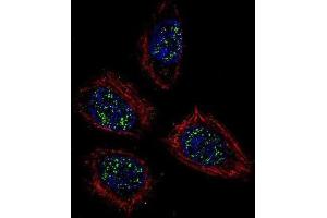 Immunofluorescence (IF) image for anti-Pinin, Desmosome Associated Protein (PNN) antibody (ABIN2996252) (PNN Antikörper)