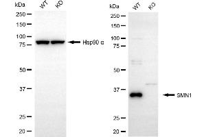 Western blotting analysis using SMN1 antibody (ABIN7800471).