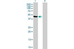 Western Blot analysis of PA2G4 expression in transfected 293T cell line by PA2G4 MaxPab polyclonal antibody. (PA2G4 Antikörper  (AA 1-394))
