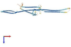 CUX1 Protein (AA 1-678) (His tag)