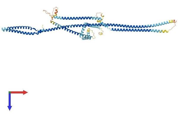 CUX1 Protein (AA 1-678) (His tag)
