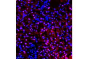Immunofluorescence of paraffin embedded rat kidney using RBAK (ABIN7075383) at dilution of 1:400 (400x lens)