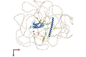RAB11FIP1 Protein (AA 1-1283) (His tag)