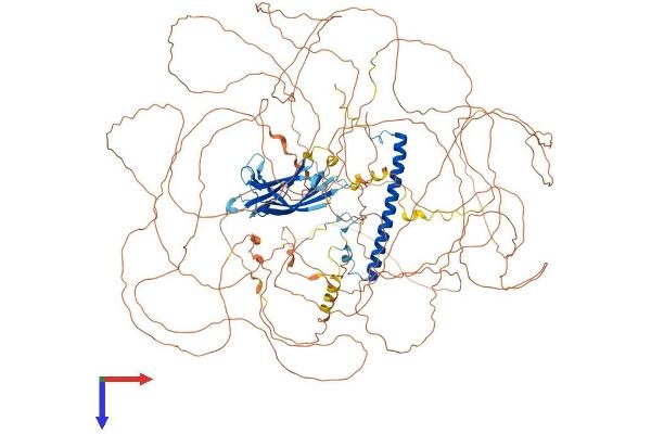 RAB11FIP1 Protein (AA 1-1283) (His tag)