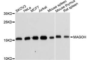 Western blot analysis of extracts of various cell lines, using MAGOH antibody (ABIN1877064) at 1:1000 dilution. (MAGOH Antikörper)