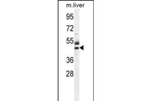 ATPBD3 Antibody (Center) (ABIN654307 and ABIN2844091) western blot analysis in mouse liver tissue lysates (35 μg/lane). (ATPBD3 Antikörper  (AA 208-236))