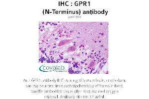 Image no. 1 for anti-G Protein-Coupled Receptor 1 (GPR1) (Extracellular Domain), (N-Term) antibody (ABIN1734890) (G Protein-Coupled Receptor 1 Antikörper  (Extracellular Domain, N-Term))