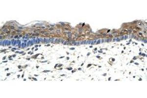 Immunohistochemical staining (Formalin-fixed paraffin-embedded sections) of human skin with APOBEC2 polyclonal antibody  at 4-8 ug/mL working concentration. (APOBEC2 Antikörper  (N-Term))