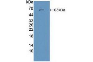 Detection of Recombinant GRIN2A, Human using Polyclonal Antibody to Glutamate Receptor, Ionotropic, N-Methyl-D-Aspartate 2A (GRIN2A)