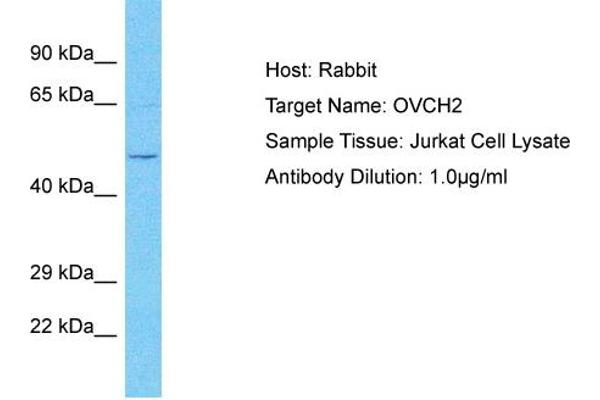 OVCH2 Antikörper  (C-Term)