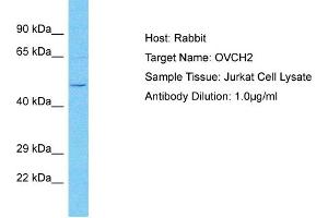 Host: Rabbit Target Name: OVCH2 Sample Type: Jurkat Whole Cell lysates Antibody Dilution: 1. (OVCH2 Antikörper  (C-Term))