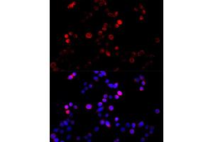 Immunofluorescence (IF) image for anti-Cyclin B1 (CCNB1) (C-Term) antibody (ABIN7266555)