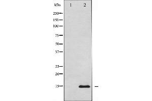 Western blot analysis of Histone H2A. (H2AFX Antikörper)