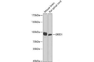 Western blot analysis of extracts of various cell lines using GRID1 Polyclonal Antibody at dilution of 1:1000. (GRID1 Antikörper)
