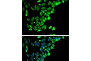 Immunofluorescence analysis of A-549 cells using PTGES2 Polyclonal Antibody (PTGES2 Antikörper)