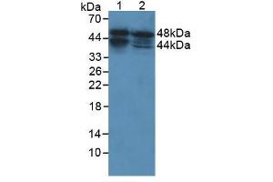 Figure . (ACPP Antikörper  (AA 217-386))