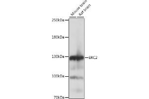 Western blot analysis of extracts of various cell lines, using ERC2 antibody (ABIN7266918) at 1:1000 dilution.