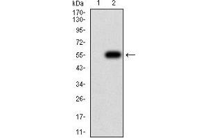 Western blot analysis using CHRNB4 mAb against HEK293 (1) and CHRNB4 (AA: extra 22-236)-hIgGFc transfected HEK293 (2) cell lysate. (CHRNB4 Antikörper  (AA 22-236))